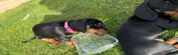 Miniature Dachshund dogs for sale: Miniature short haired Dachshund Puppy’s - Advert 29