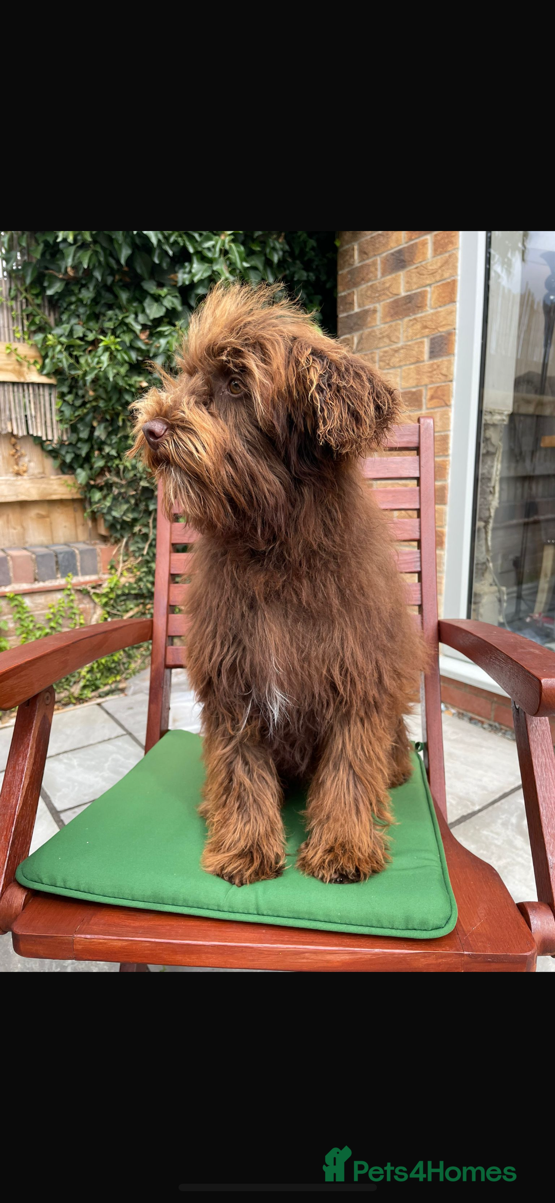 Maltipoo dogs for sale: Gorgeous maltipoo cross cavapoo chocolate   - Advert 5