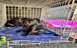 Staffordshire Bull Terrier dogs for sale: Quality Black to blue Staffordshire bull terrier - Image 3