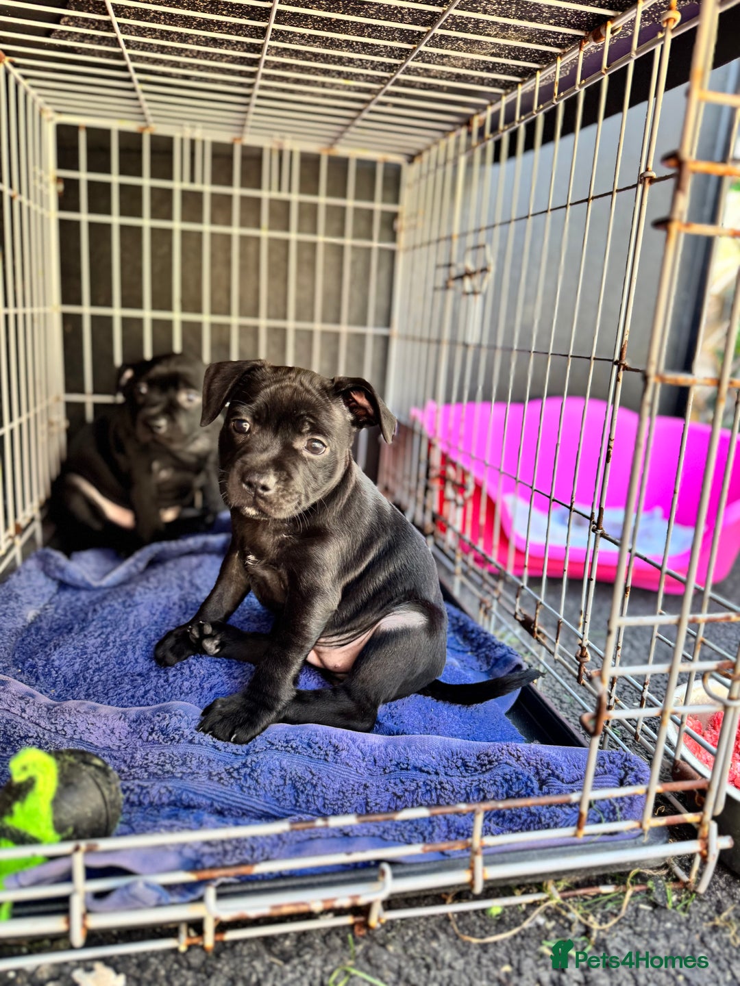 Staffordshire Bull Terrier dogs for sale: Quality Black to blue Staffordshire bull terrier - Image 3