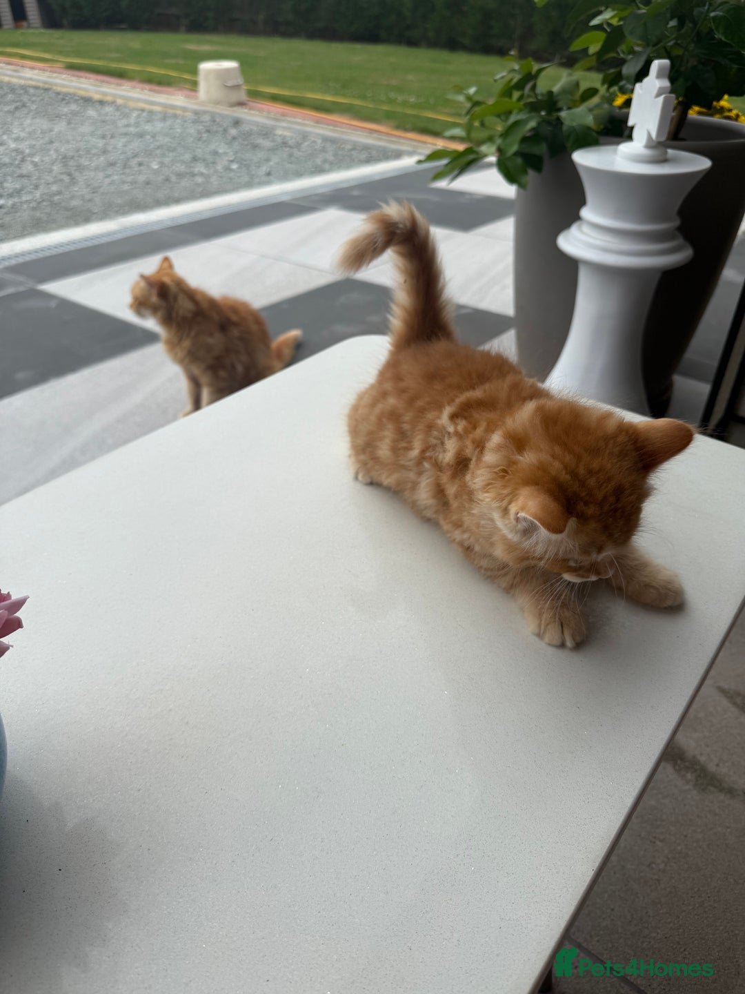 Mixed Breed cats for sale:  Ginger Kitten for sale - Image 5