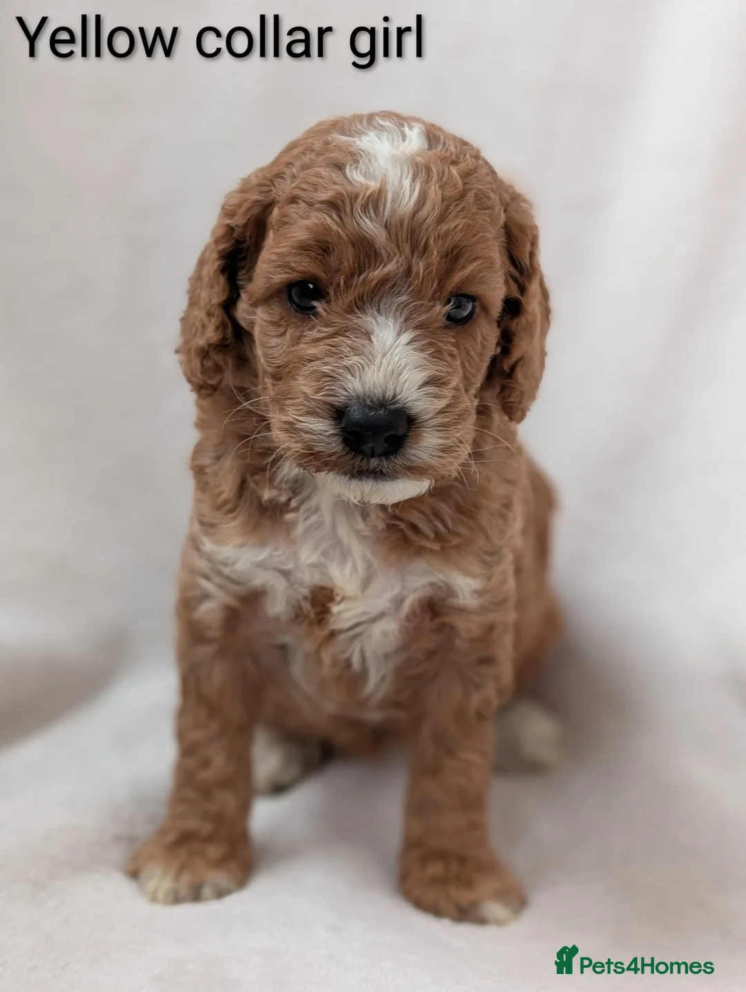 Cockapoo dogs for sale: Adorable Cockapoo Puppies - Advert 1