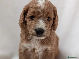 Cockapoo dogs Adorable Cockapoo Puppies - Advert 2