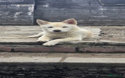 Mixed Breed dogs for sale: One Beautiful female chowski puppy  in Maesteg - Image 1