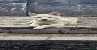 Mixed Breed dogs in Maesteg - Advert 11