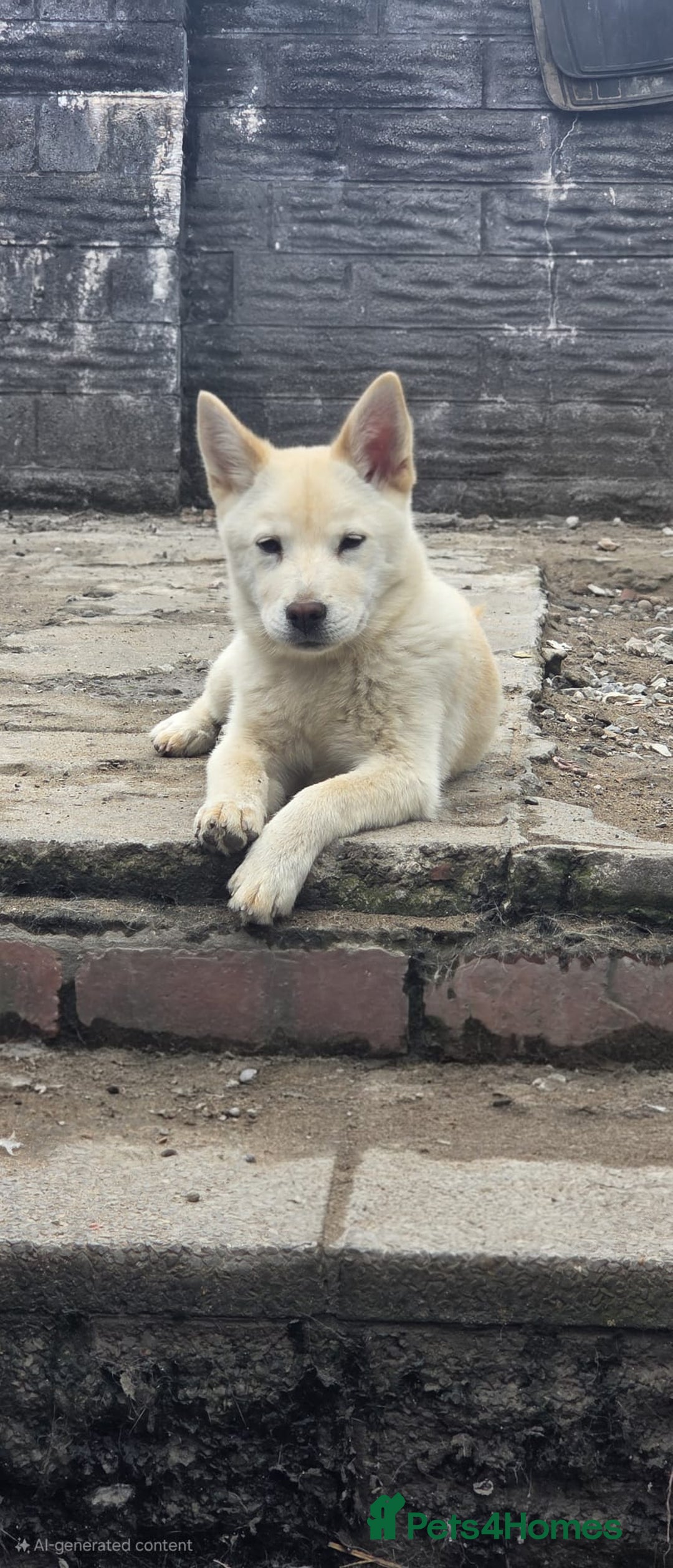 Mixed Breed dogs for sale: One Beautiful female chowski puppy  in Maesteg - Image 1