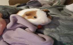 Guinea Pig rodents for sale: Lonely guinea pig boar  - Image 10