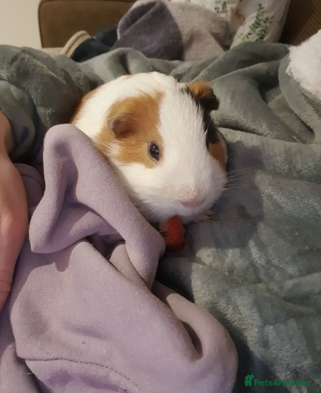 Guinea Pig rodents for sale: Lonely guinea pig boar  - Image 10