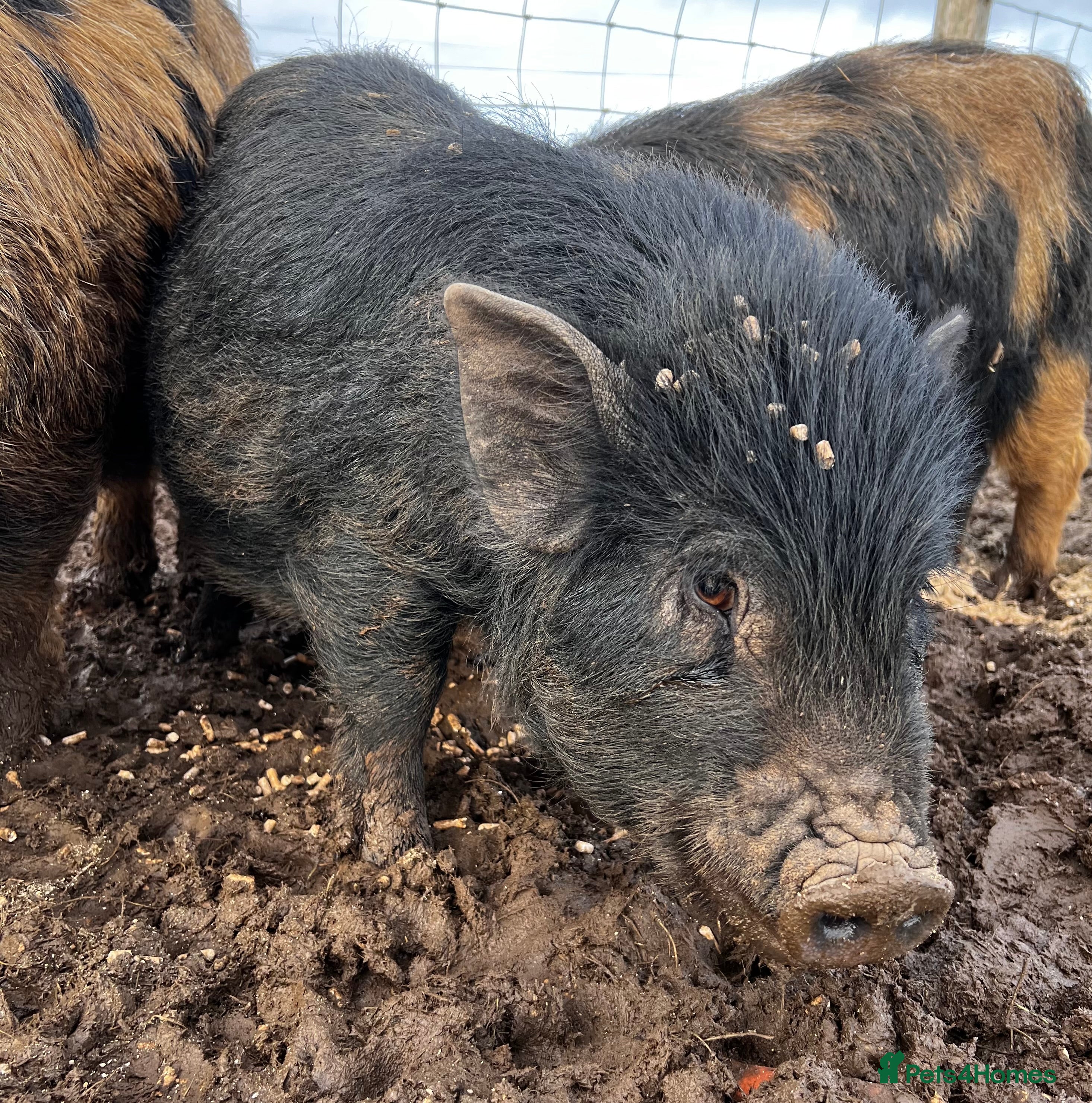 Pig livestock Kune kune cross boars and gilt - Advert 1