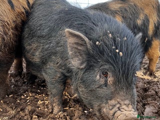 Pig livestock Kune kune cross boars and gilts - Advert 1