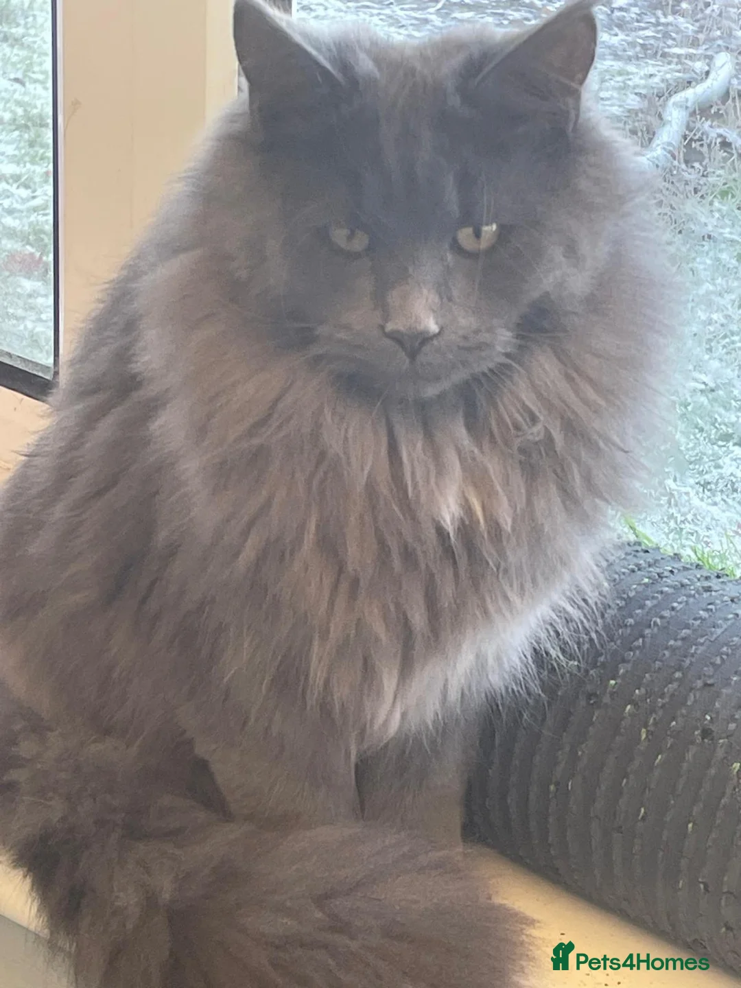 Maine Coon cats for sale: Stunning Maine Coon - Advert 2