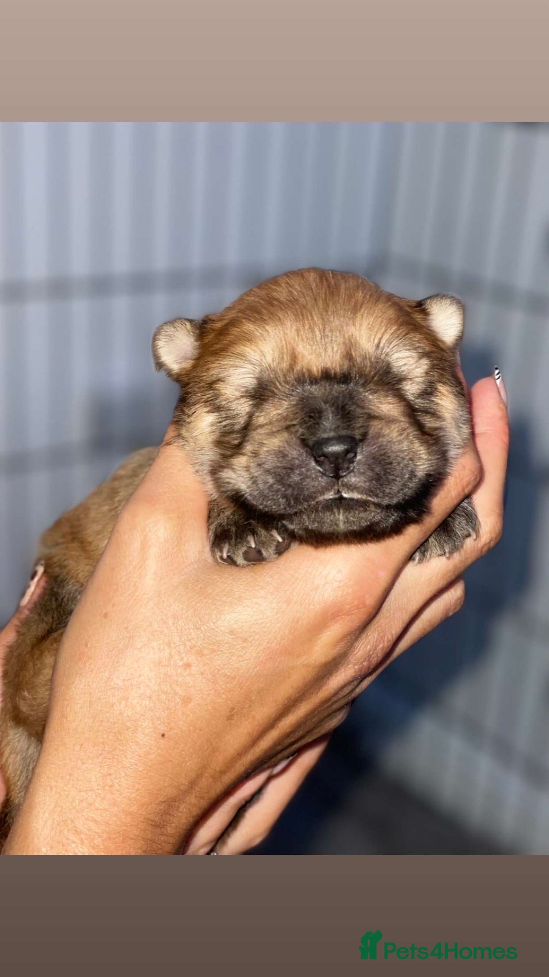Chow Chow dogs for sale: 🐾TOP QUALITY CHOW CHOWS🐾 - Image 8