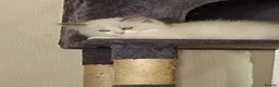 Ragdoll cats for sale: Ragdoll  kitten  - Advert 4