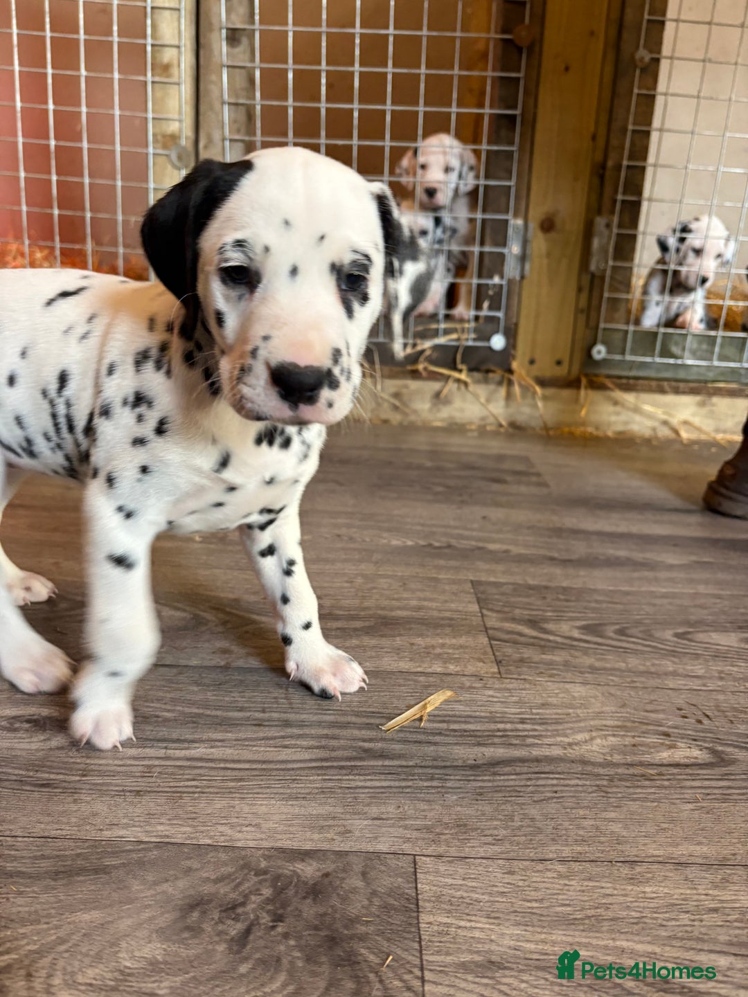 Dalmatian dogs for sale: The most beautiful beautiful Dalmatian puppies  - Advert 17
