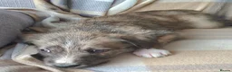 Lurcher dogs for sale: Beautiful Lurcher pups - Advert 5