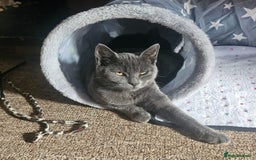 British Shorthair cats for sale: British grey short hair female cat - Image 1