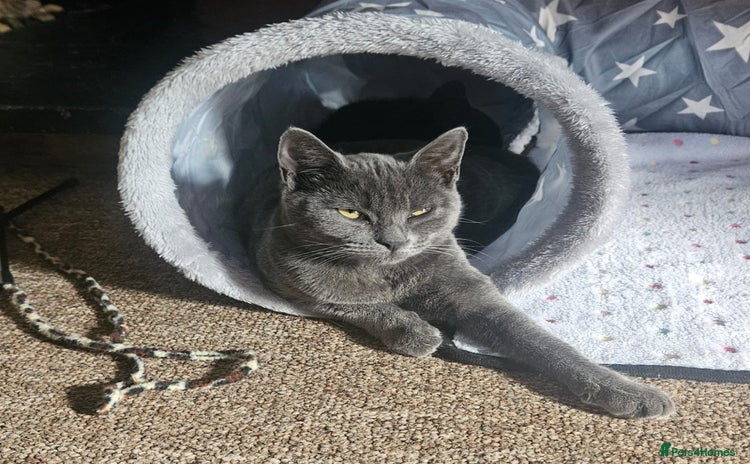British Shorthair cats - Advert 16