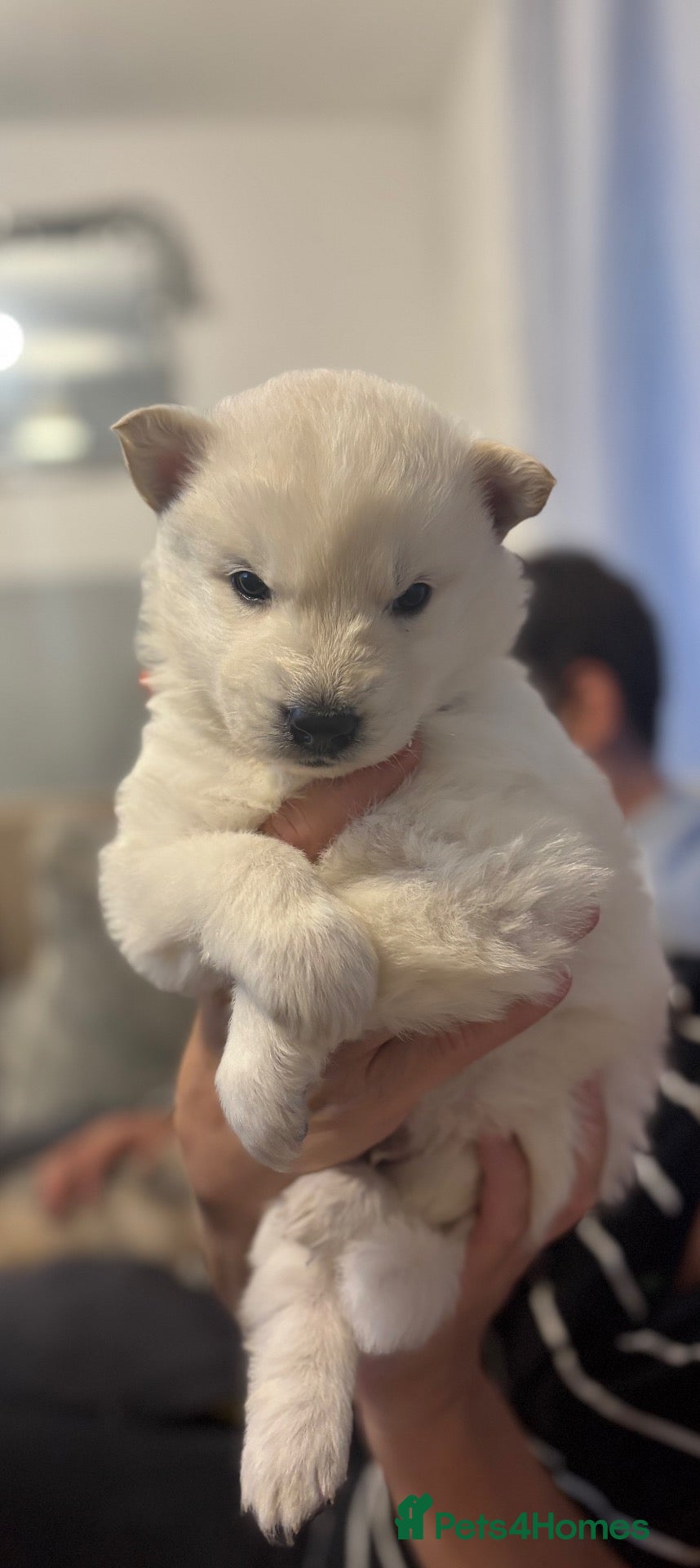 Siberian Husky dogs Husky pups for sale - Advert 2