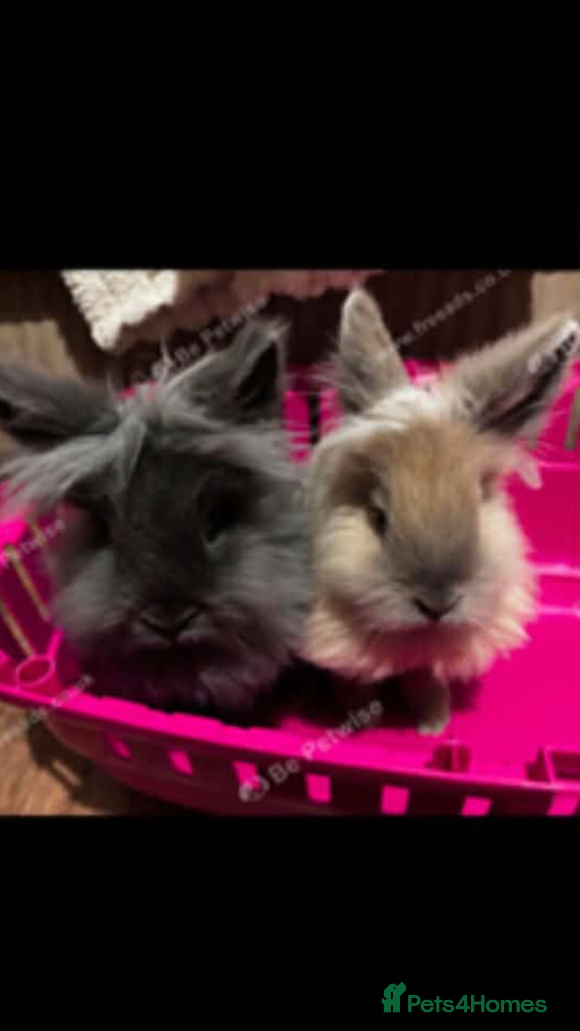 Lionhead rabbits 2 boy lions heads need re bonding  - Advert 1