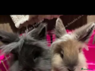 Lionhead rabbits 2 boy lions heads need re bonding - Advert 1