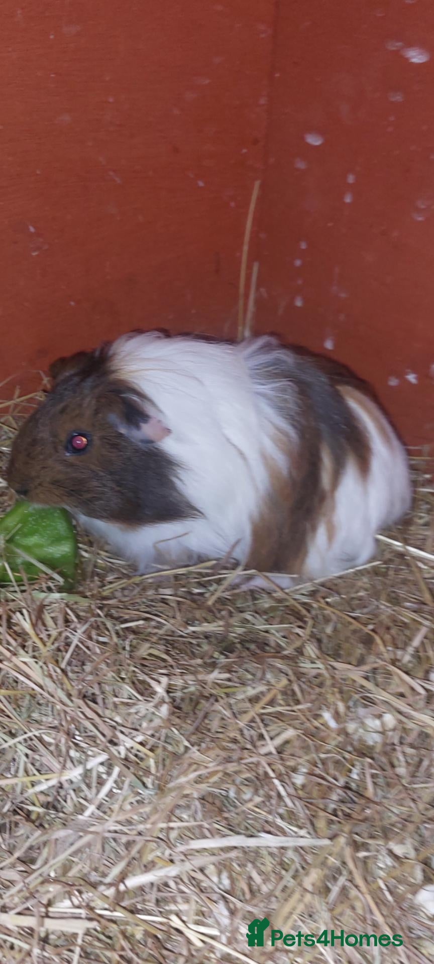 Guinea Pig rodents Young male guinea pig  - Advert 15