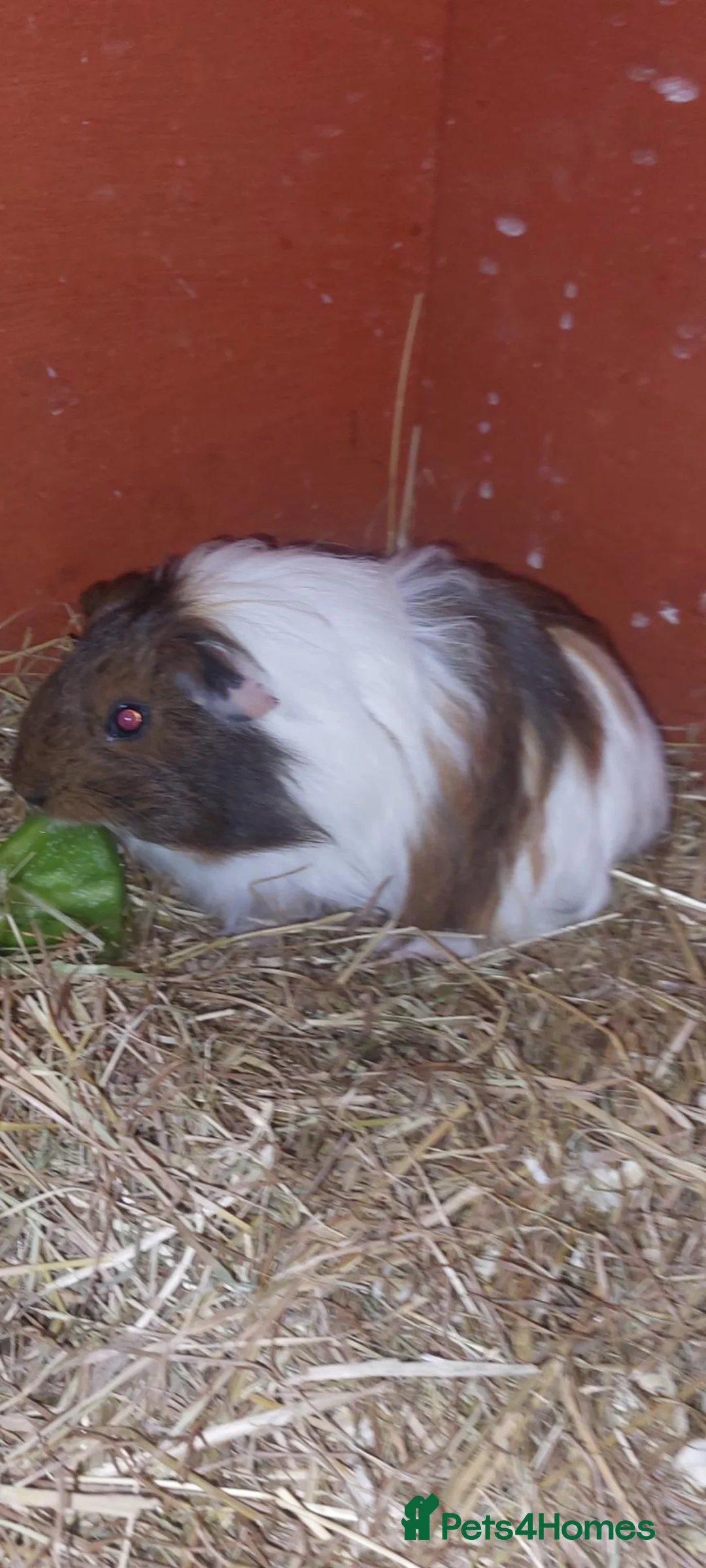 Guinea Pig rodents for sale: Young male guinea pig  - Advert 1