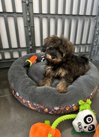 Schnoodle dogs - Advert 9