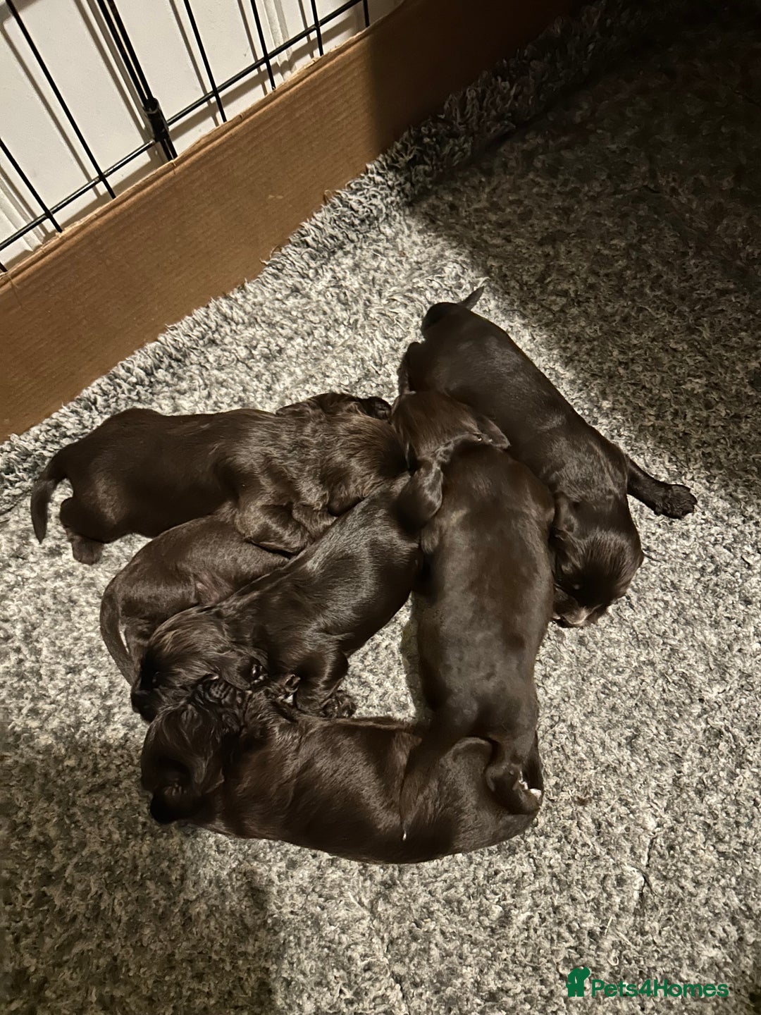 Cocker Spaniel dogs for sale: English Working Cocker Spaniel - Advert 8