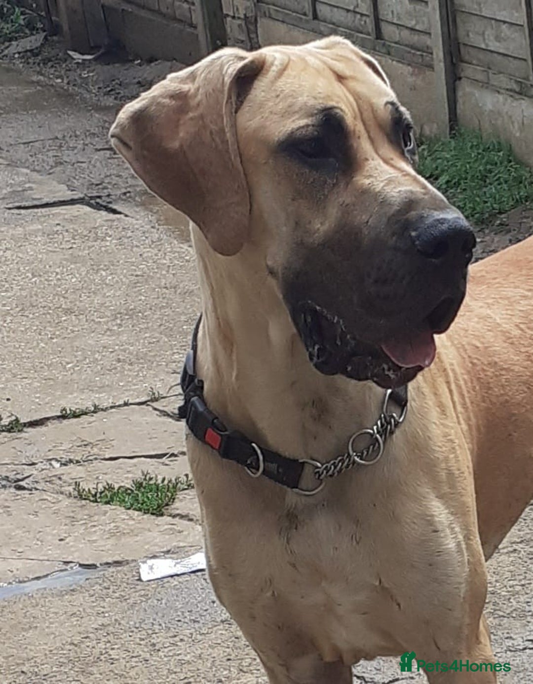 Great Dane dogs for sale: Stunning Male Fawn Great Dane - Image 1