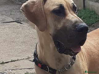 Great Dane dogs - Advert 2