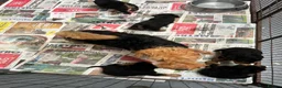 Welsh Terrier dogs for sale: Top Quality KC Reg PLL Clear Welsh Terrier Puppies - Advert 6