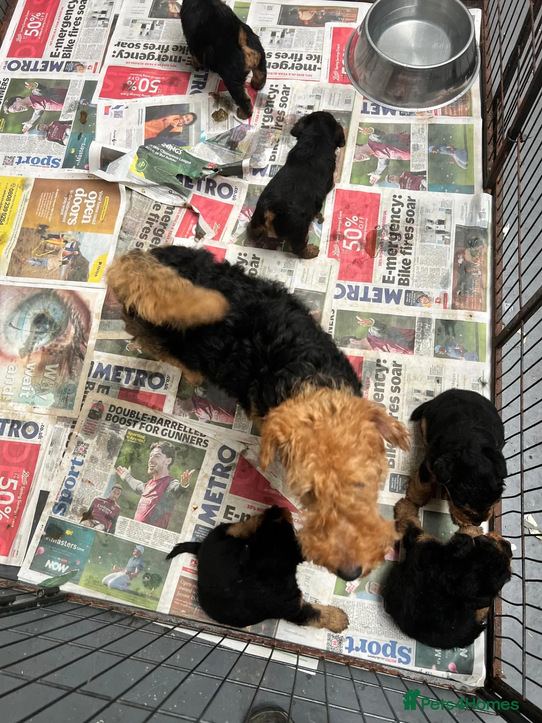 Welsh Terrier dogs for sale: Top Quality KC Reg PLL Clear Welsh Terrier Puppies - Advert 6