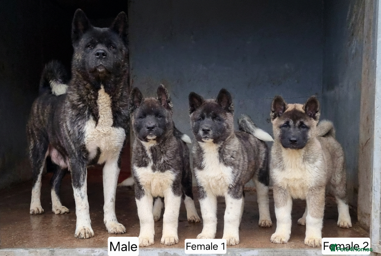 Akita dogs Kc Registered American Akita Puppies Ready - Advert 1