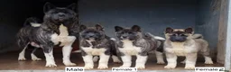 Akita dogs for sale: Kc Registered American Akita Puppies Ready - Advert 2