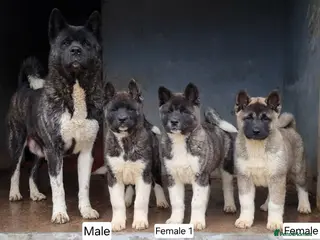 Akita dogs Kc Registered American Akita Puppies Ready - Advert 1