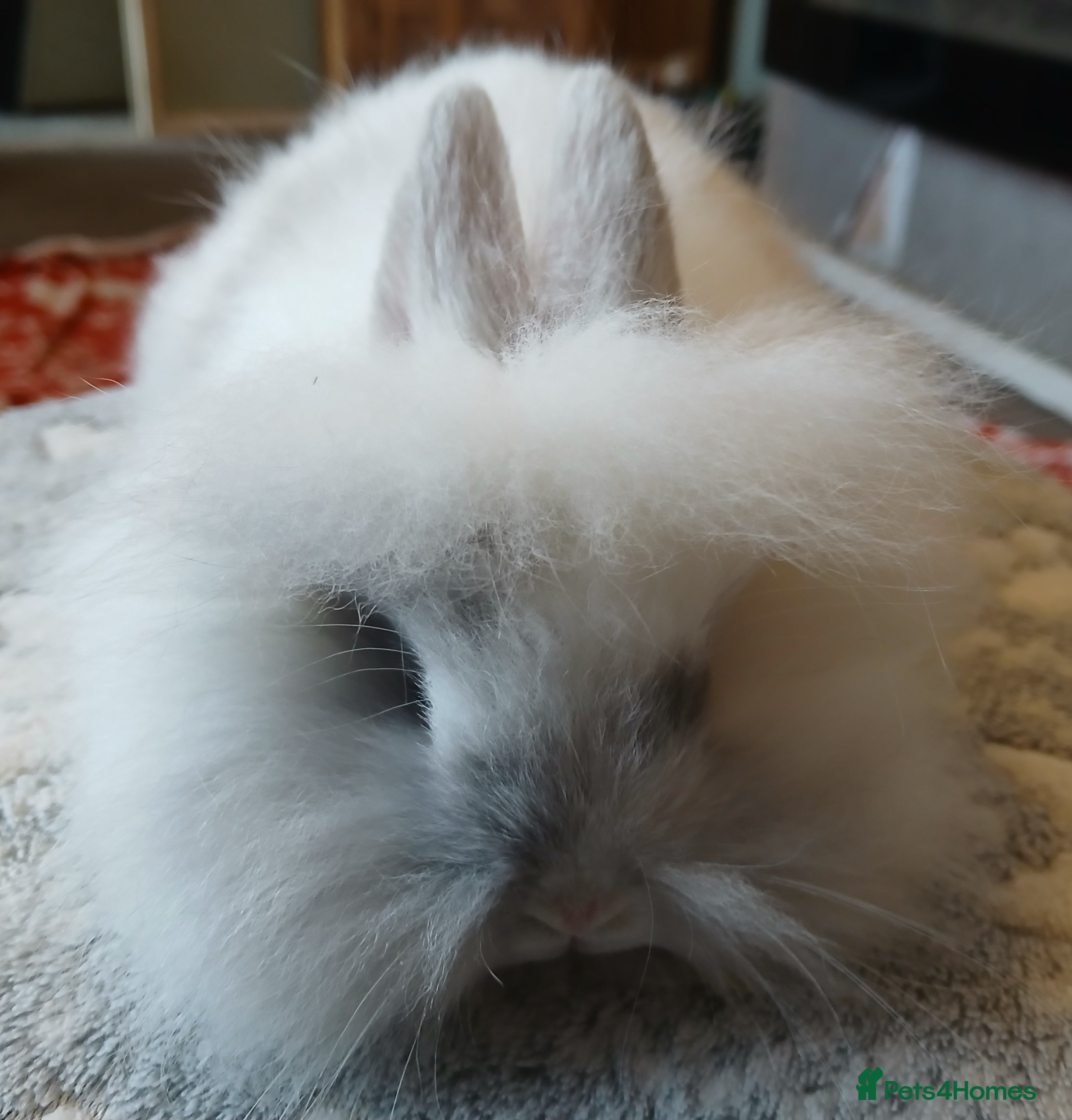 Mini Lion Lop rabbits Stunning lion lop baby rabbits - Advert 13