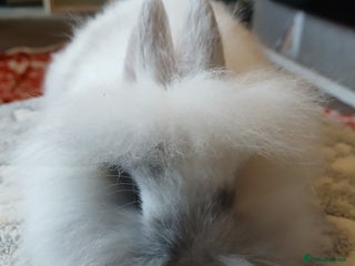 Mini Lion Lop rabbits Stunning lion lop baby rabbits - Advert 15