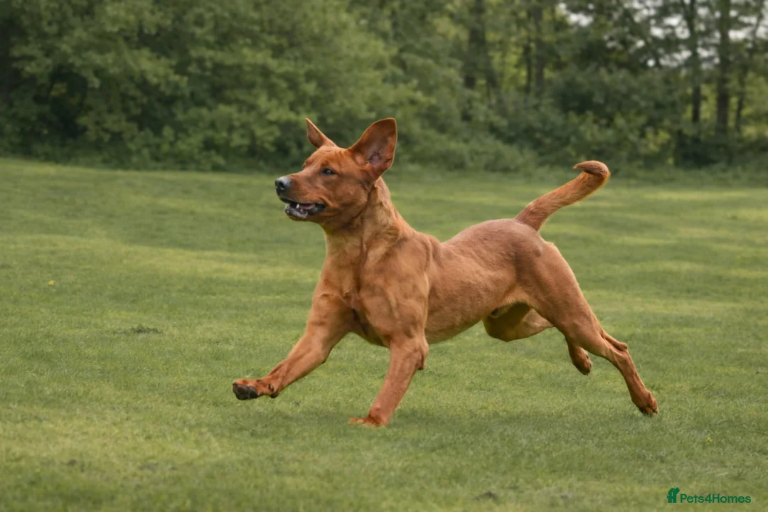 Labrador Retriever dogs for sale: Fox red stud dog available for breeding services - Advert 2