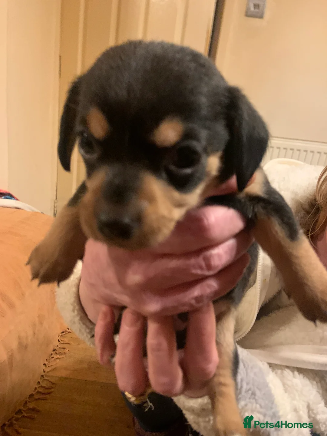 Chiweenie dogs for sale: Chiweenie puppies x5 - Advert 11