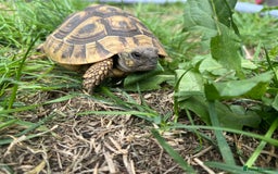 Hermann Tortoise reptiles for sale: Hermann tortoises for sale  - Image 1
