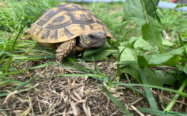 Hermann Tortoise reptiles - Advert 1
