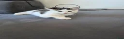 Mixed Breed cats for sale: 1 male kitten - Advert 18