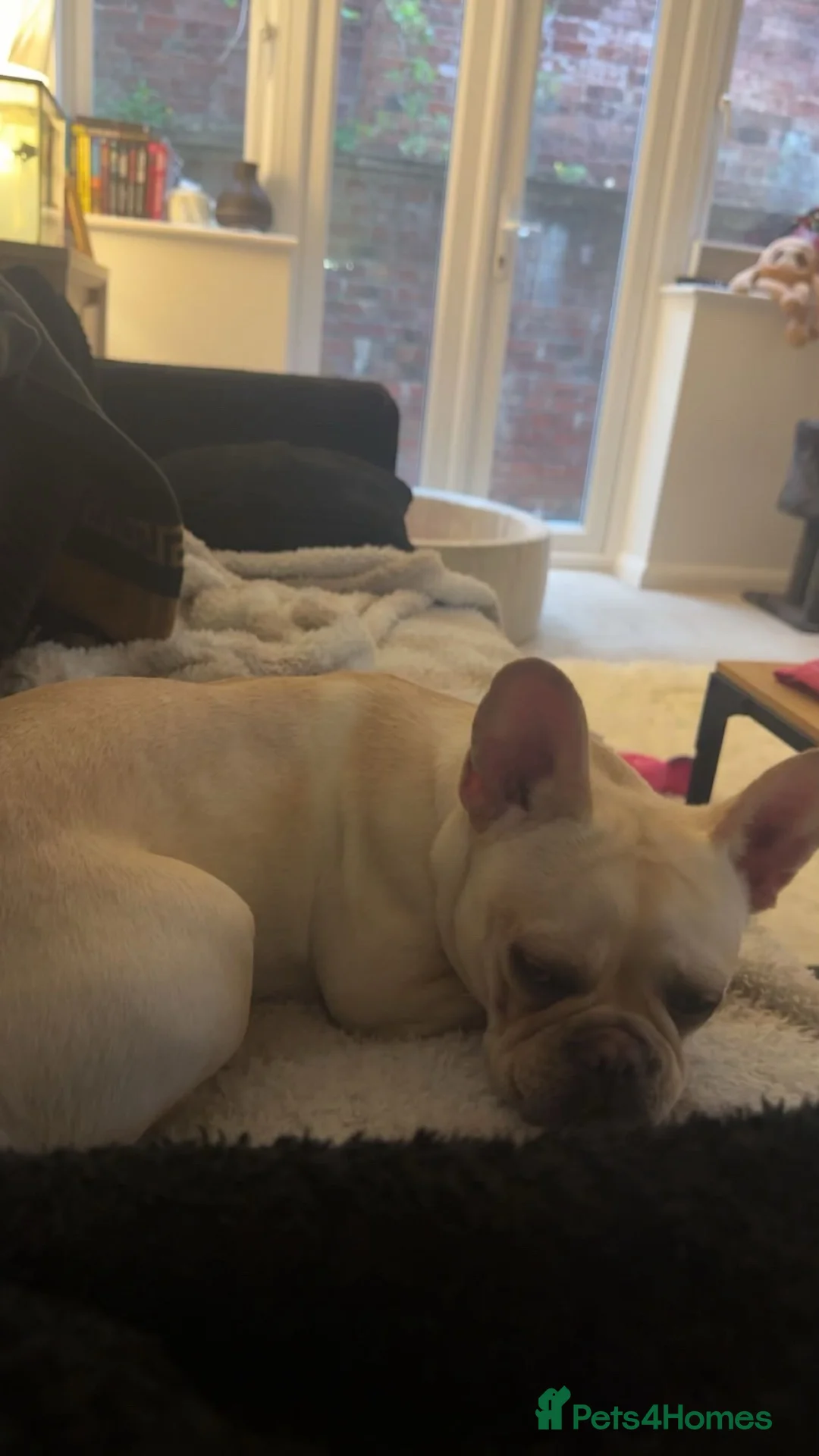 French Bulldog dogs for sale: Maddie🐾🐶 - Advert 8
