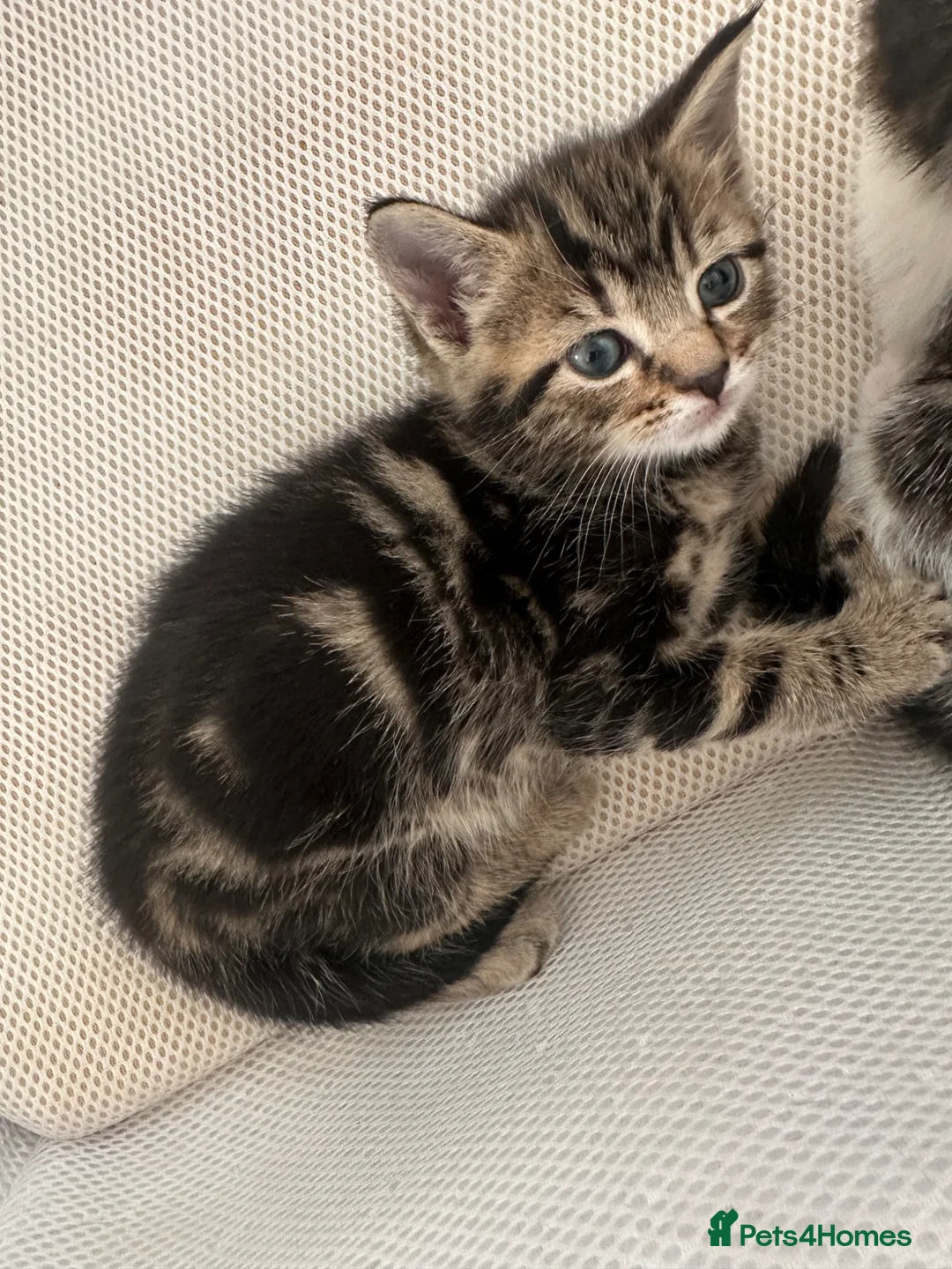Mixed Breed cats for sale: 3 kittens for sale in Chigwell - Advert 2