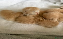 Ragcoon cats for sale: Ragdol Maincoon Cross vert rare fawn colour - Image 3