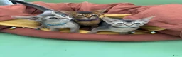 Abyssinian cats for sale: Three Abyssinian sisters looking for a new home - Advert 9