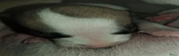Whippet dogs for sale: Whippet Puppies in Dollar - Advert 4