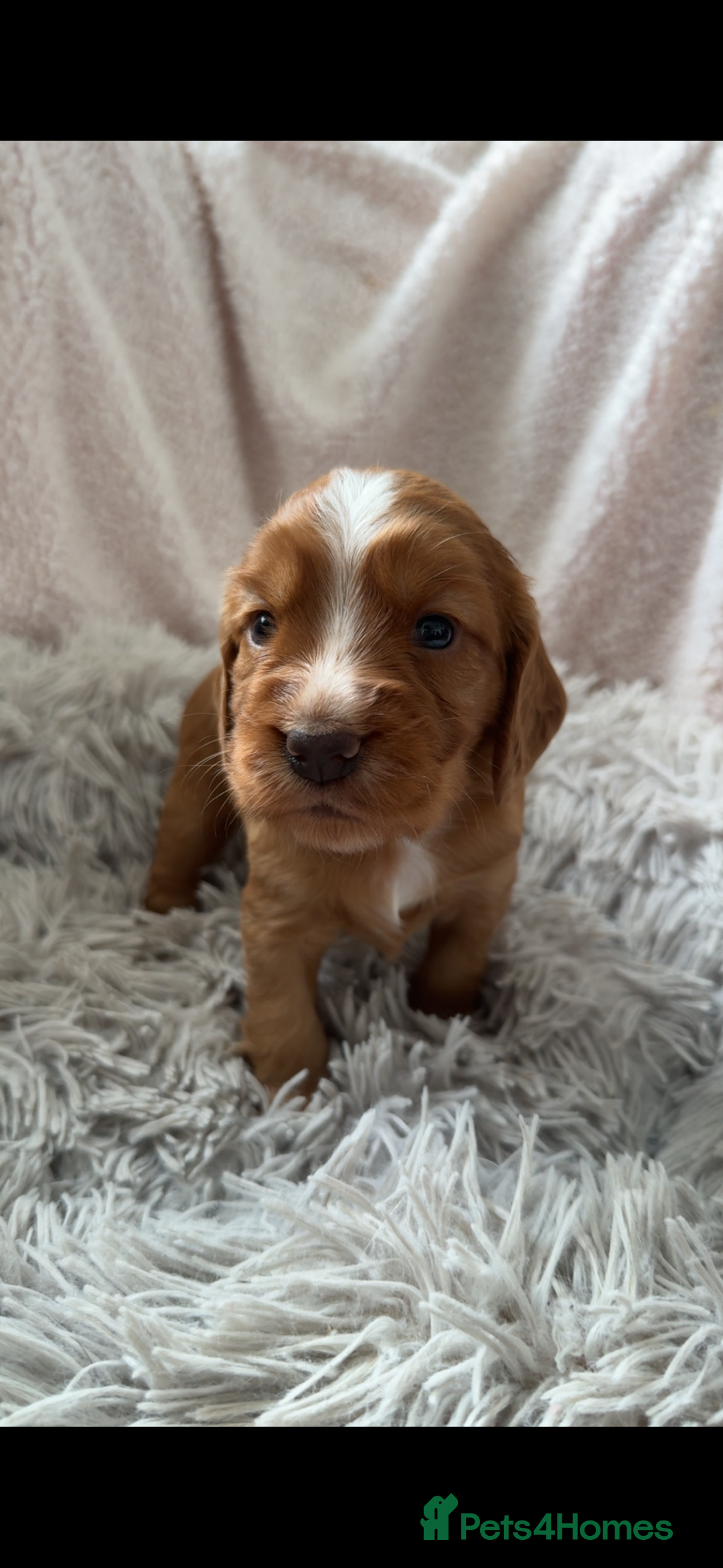 Cocker Spaniel dogs for sale: Cocker spaniel puppies - Image 6