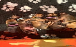 Border Terrier dogs for sale: Gorgeous Border Terrier Puppies looking for homes - Image 8