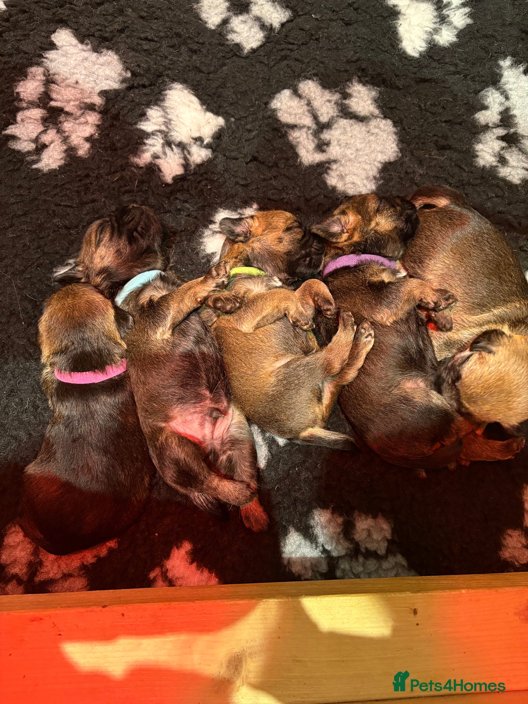 Border Terrier dogs for sale: Gorgeous Border Terrier Puppies looking for homes - Image 8